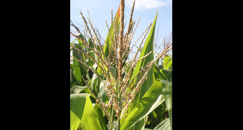 CAMPESINOS DENUNCIAN `CRISIS AGRÍCOLA SIN PRECEDENTES`