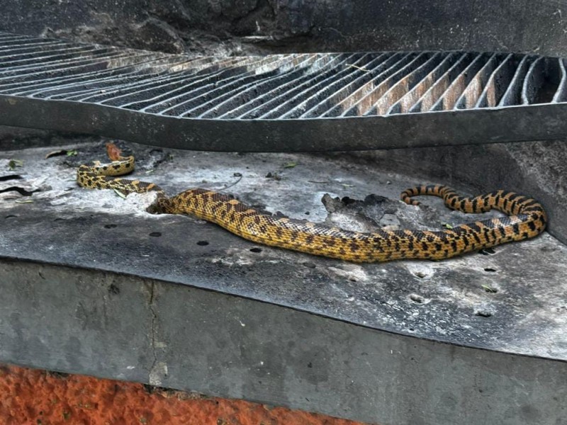 BOMBEROS CAPTURAN 3 VÍBORAS QUE DEAMBULABAN POR LA ZONA URBANA DEL MUNICIPIO DE AGS 