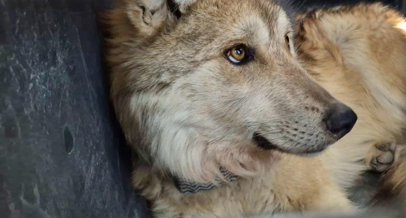 REINTRODUCEN CON ÉXITO A FAMILIA DE LOBOS MEXICANOS EN DURANGO