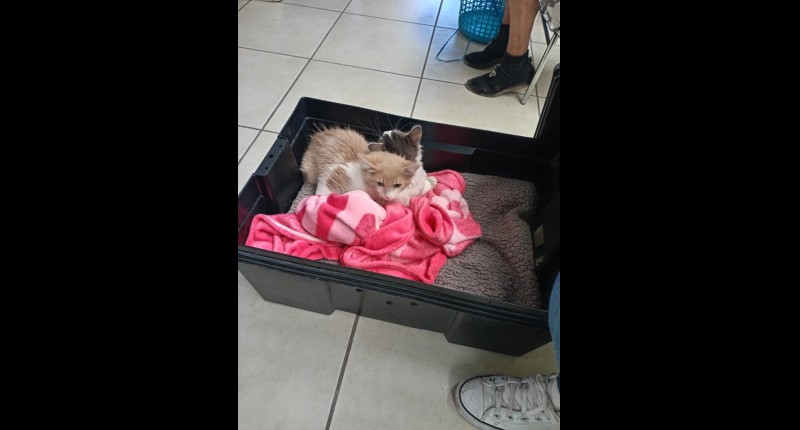 LA COORDINACIÓN GENERAL DE SALUD DE MPIO. DE AGS E ISSEA LLEVARÁN JORNADA DE ESTERILIZACIÓN AL CEDECO OJOCALIENTE Y VILLA LOMA DORADA