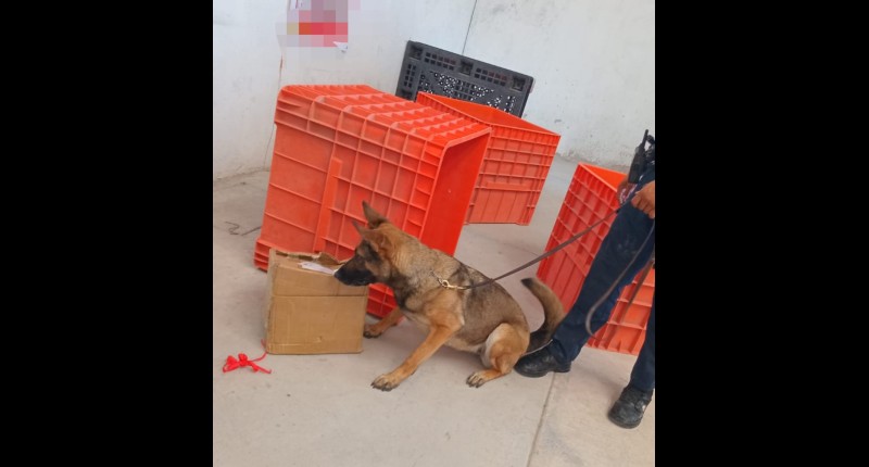 LOCALIZAN EN EMPRESA DE PAQUETERÍA UNA CAJA DE CARTÓN QUE CONTENÍA APROXIMADAMENTE UN KILOGRAMO DE MARIHUANA