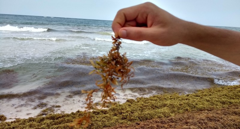 INVESTIGADOR DE FLORIDA BUSCA CONVERTIR SARGAZO EN COMIDA