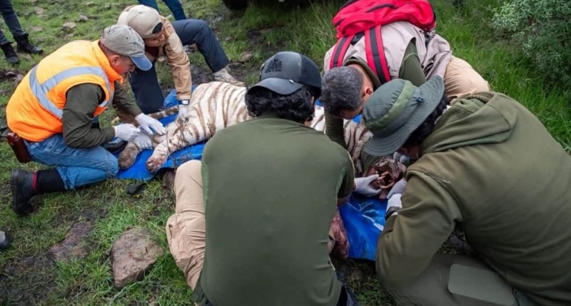 MATAN A TIGRE DE BENGALA TRAS INTENSA BÚSQUEDA EN EDOMEX 
