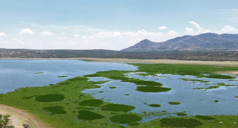 PRESA ABELARDO RODRÍGUEZ EN CRISIS AMBIENTAL A CAUSA DEL LIRIO