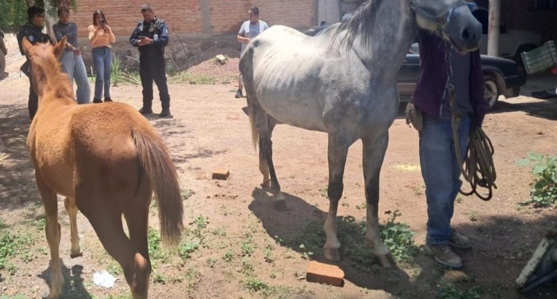 POLICÍAS ESTATALES DE AGS LOCALIZARON EN EL ARROYO A EL RELICARIO, EN EL ORIENTE DEL MUNICIPIO CAPITAL, UNA YEGUA Y SU POTRANCA QUE TENÍAN REPORTE DE EXTRAVÍO