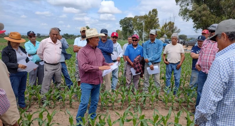 LA SADER EN AGUASCALIENTES FORTALECE LA SANIDAD DEL MAÍZ CON CAPACITACIÓN SOBRE EL USO DE FEROMONAS PARA EL MANEJO DE PLAGAS