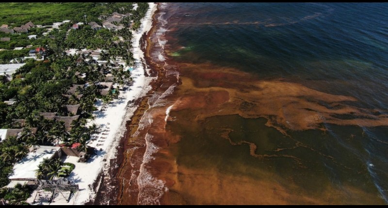 EL CARIBE MEXICANO ENFRENTA SU PEOR TEMPORADA DE SARGAZO: 90.000 TONELADAS FLOTAN FRENTE A QUINTANA ROO