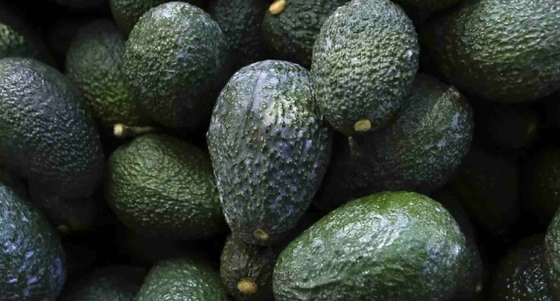 MÉXICO YA EXPORTA EL 85% DE AGUACATE DE MICHOACÁN A ESTADOS UNIDOS, CONTINÚAN LAS NEGOCIACIONES BILATERALES