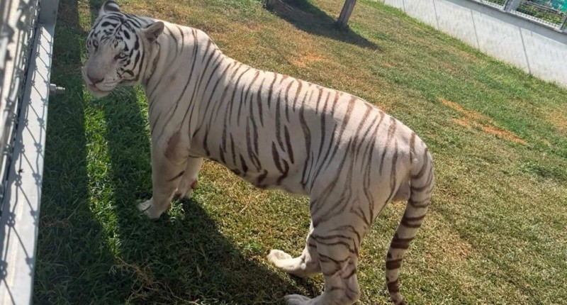 DECOMISAN CINCO INMUEBLES Y 135 ANIMALES EXÓTICOS EN TAMAULIPAS