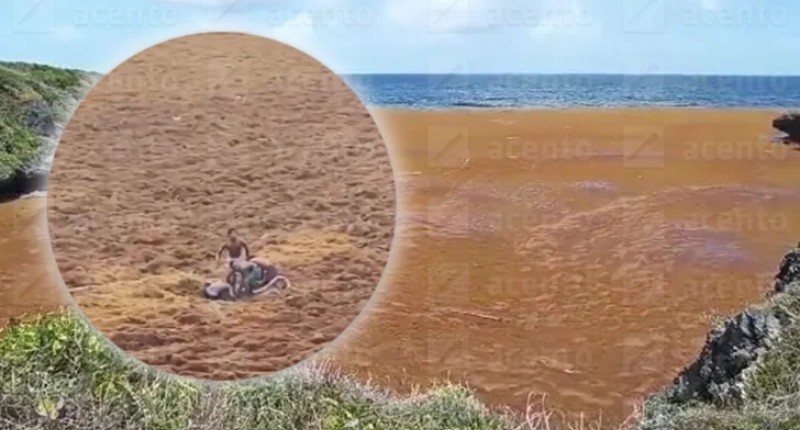 GRAN ACUMULACIÓN DE SARGAZO CUBRE ZONA COSTERA DE LAS GALERAS EN SAMANÁ; NIÑOS PARECEN 'CAMINAR SOBRE EL AGUA' | VIDEO 