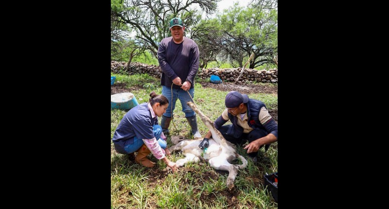 FORTALECEN EN CALVILLO TRABAJOS DE PREVENCIÓN Y COMBATE AL GUSANO BARRENADOR 