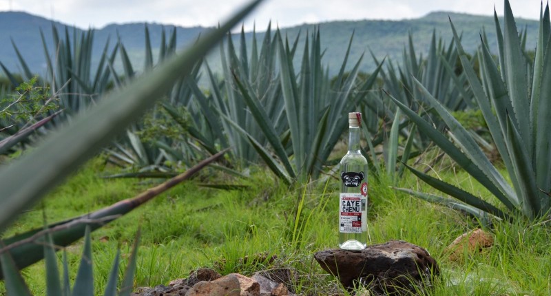 CALVILLO LE PONE SU PROPIO SABOR AL MEZCAL DE AGUASCALIENTES