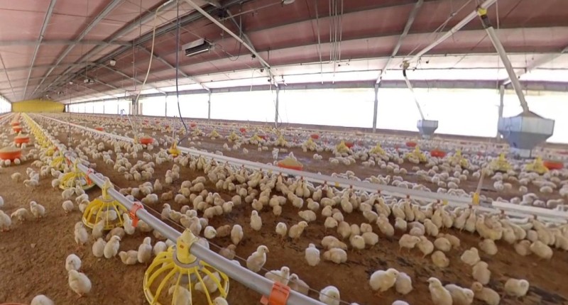 AGUASCALIENTES, SEGUNDO LUGAR NACIONAL EN PRODUCCIÓN DE CARNE DE POLLO